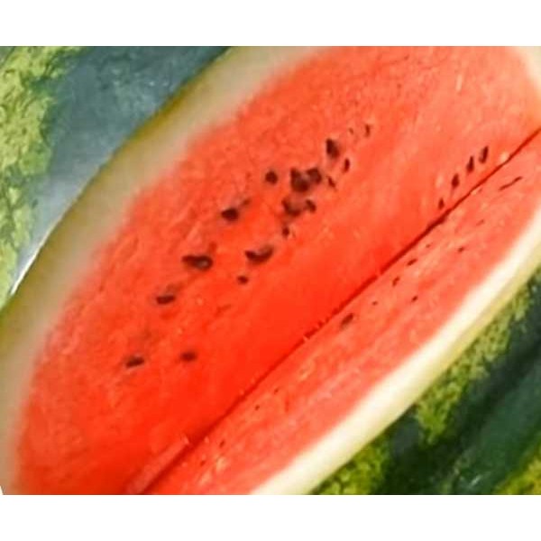 Menthol Wassermelone SC Liquid