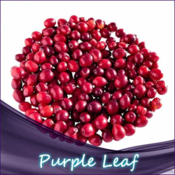 Purple Leaf Aroma asiatische Beeren