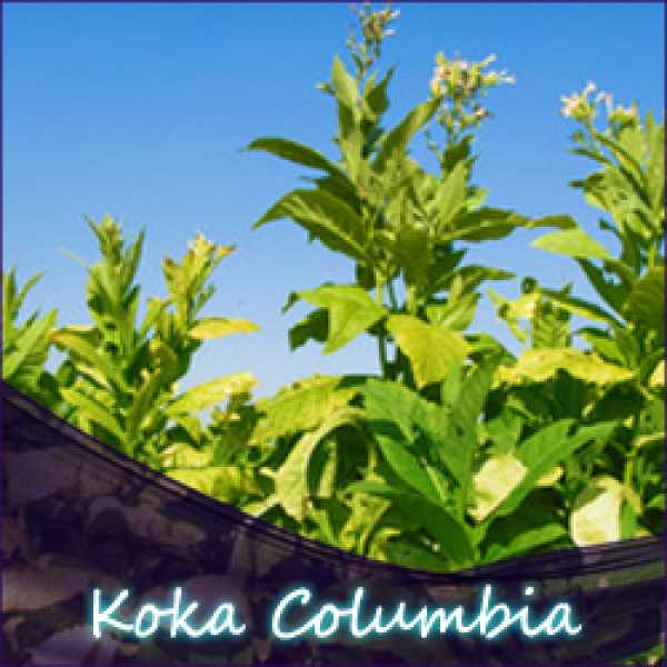 Tabak Koka Colombia Aroma
